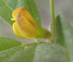 Rhynchosia ciliata