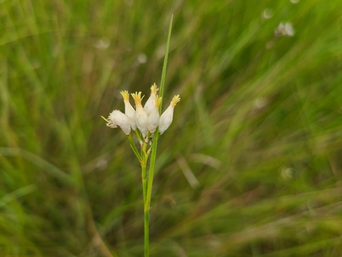 Rhynchospora candida