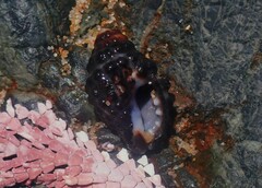Tenguella granulata