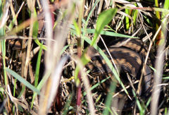 Vipera seoanei