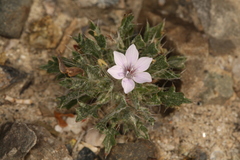 Langloisia setosissima setosissima