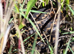 Vipera seoanei