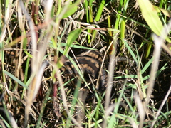 Vipera seoanei