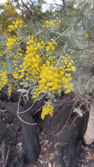Acacia dealbata