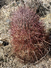 Echinomastus johnsonii