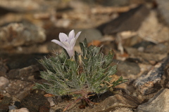 Langloisia setosissima setosissima