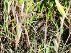 Vipera seoanei