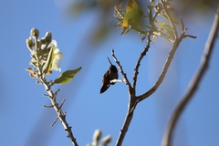 Saucerottia beryllina