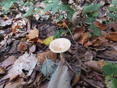 Clitocybe gibba image