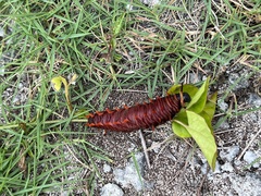 Battus polydamas lucayus