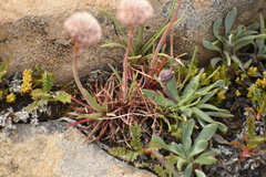 Armeria curvifolia