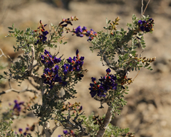 Psorothamnus arborescens minutifolius