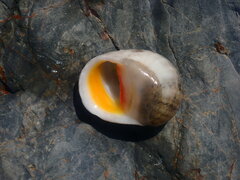 Nerita erythrostoma