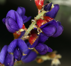 Psorothamnus arborescens minutifolius