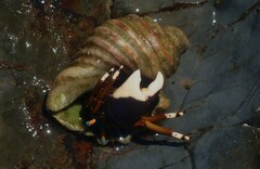 Calcinus laevimanus