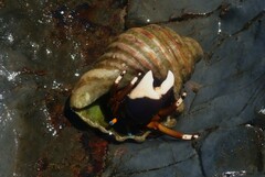 Calcinus laevimanus