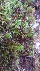 Polytrichastrum alpinum