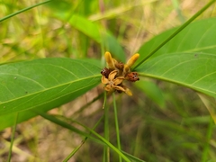 Landolphia owariensis