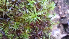 Polytrichastrum alpinum