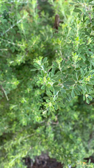 Genista monspessulana