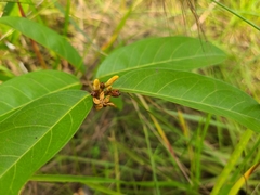 Landolphia owariensis