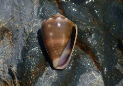Conus coronatus