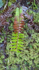 Polystichum