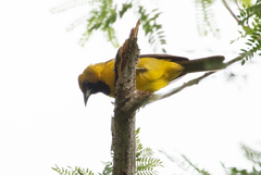 Icterus leucopteryx