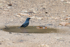 Euneornis campestris