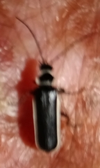 Polemius albolateralis