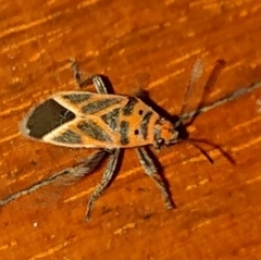 Graptostethus servus