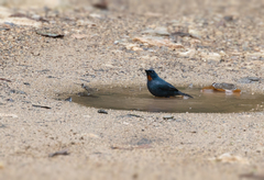 Euneornis campestris
