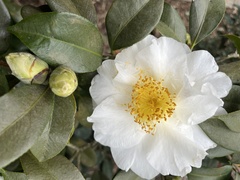 Camellia sasanqua