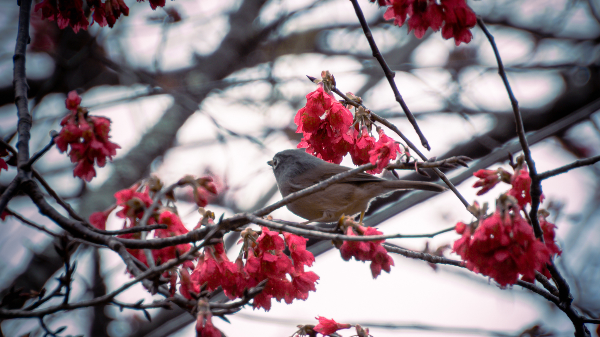 Grey-cheeked Fulvetta