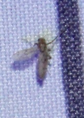 Chaoborus punctipennis