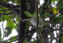Vireo altiloquus