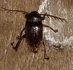 Ptilodactyla