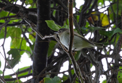 Vireo altiloquus