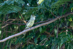 Vireo modestus