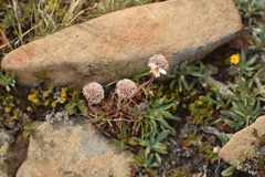 Armeria curvifolia