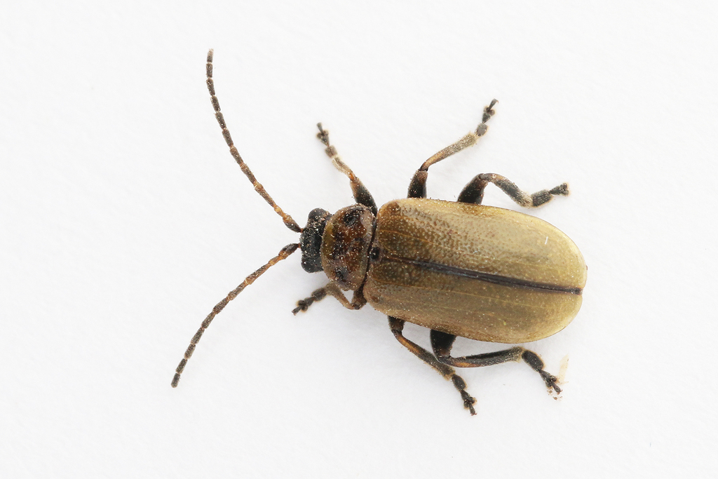Heather Beetle