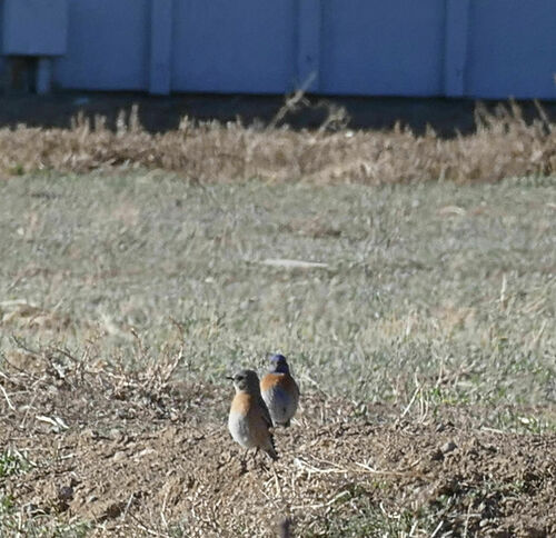 Western Bluebird photographed in Idaho