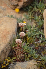 Armeria curvifolia