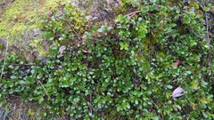 Arctostaphylos uva-ursi