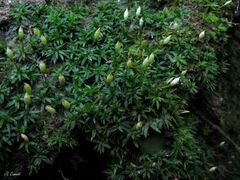 Pogonatum aloides