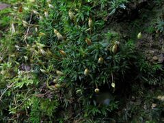 Pogonatum aloides