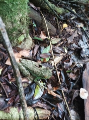 Itapotihyla langsdorffii