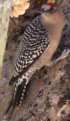 Melanerpes hypopolius