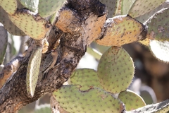 Melanerpes hypopolius