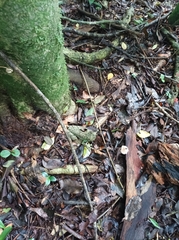 Itapotihyla langsdorffii